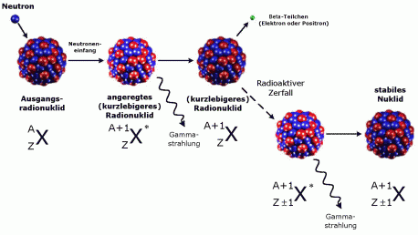 Figur 52-1: Beispiel einer Transmutation durch Neutroneneinfang und anschliessenden Beta-Zerfall in kurzlebigere oder stabile Nuklide (Abbildung verändert nach [1]).